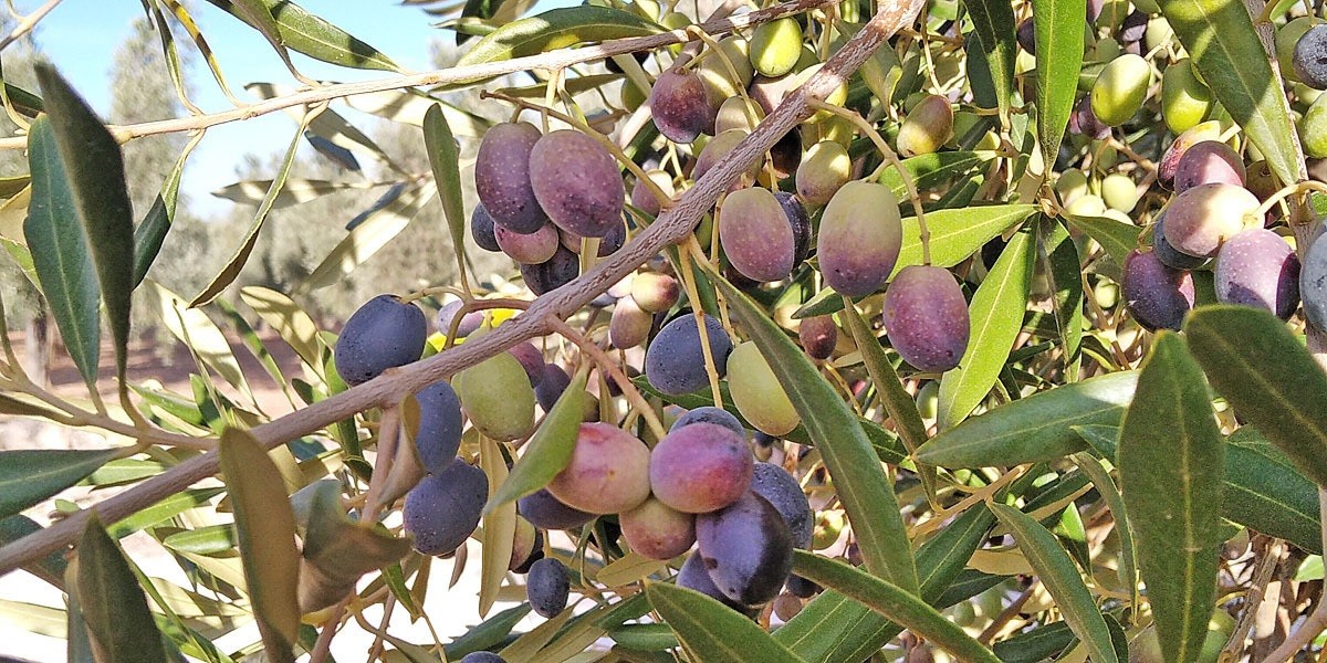 Olive Ogliarola (30 settembre)